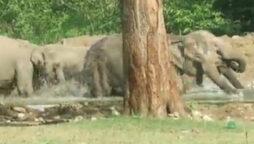herd of elephants