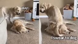 Golden retriever sits on sibling’s head to play