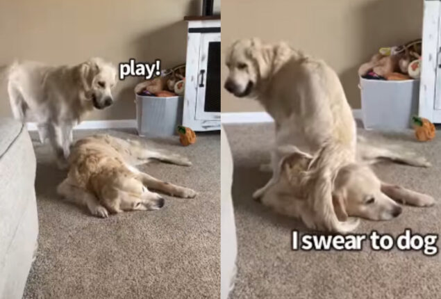 Golden retriever sits on sibling’s head to play