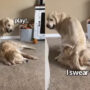 Golden retriever sits on sibling’s head to play