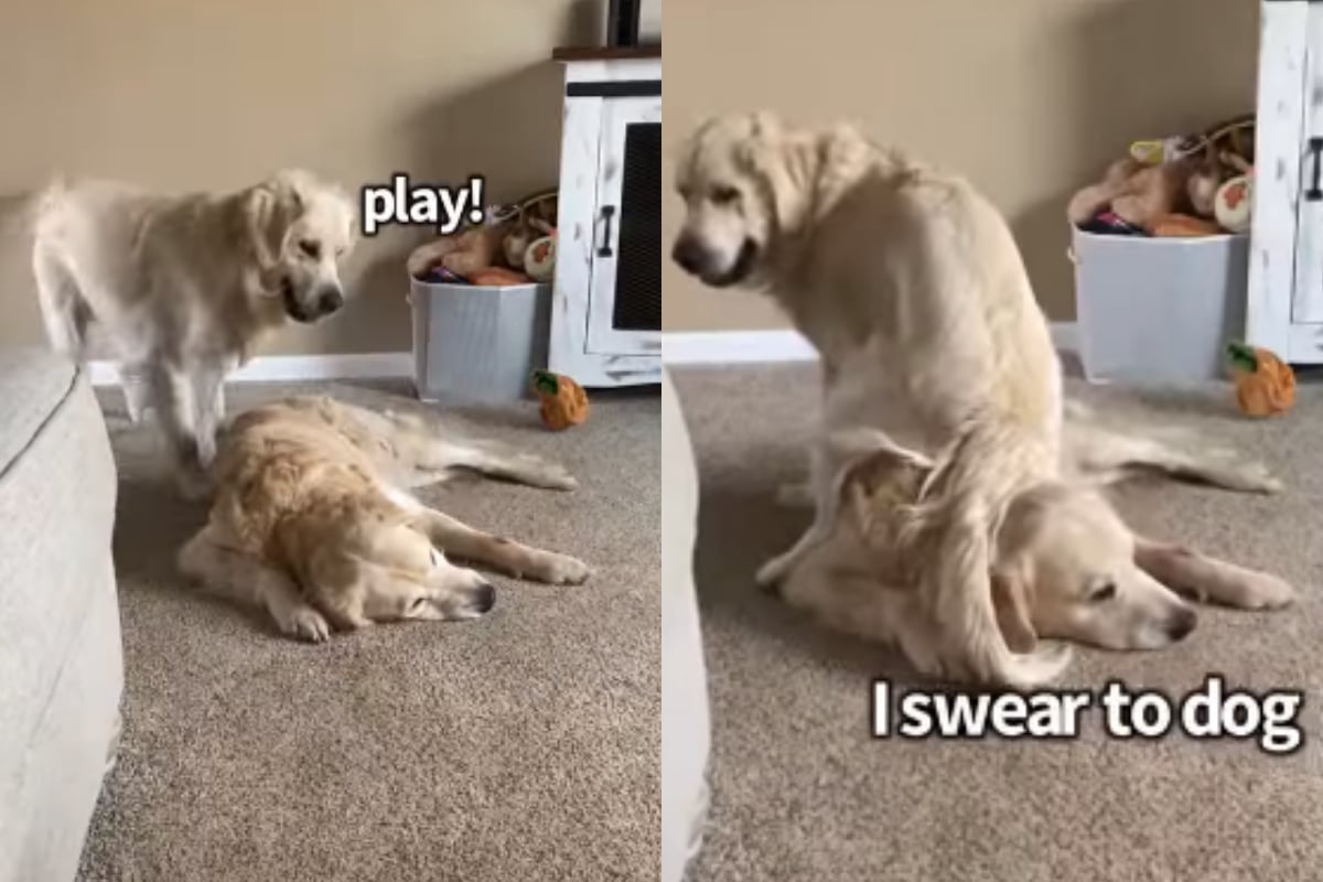 Golden retriever