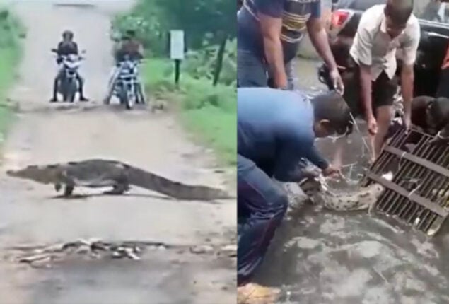 Crocodiles spotted in residential areas