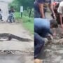 Crocodiles spotted in residential areas