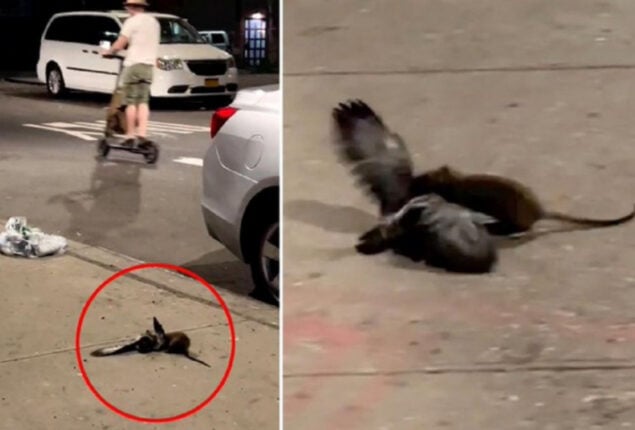 Watch: Savage rat kills in New York