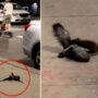 Watch: Savage rat kills in New York