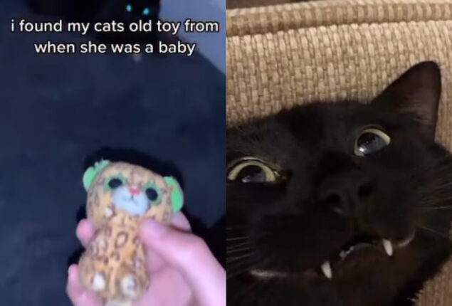 Viral: Human gives cat her childhood toy