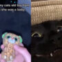Viral: Human gives cat her childhood toy