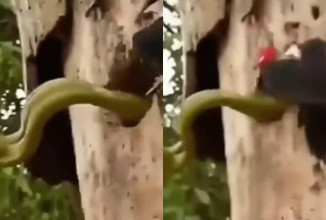 Snake steals eggs from nest of woodpecker