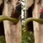 Snake steals eggs from nest of woodpecker