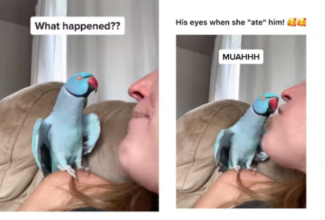 Adorable Blue parrot talks, kisses, and calls woman cute, Watch