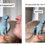 Adorable Blue parrot talks, kisses, and calls woman cute, Watch