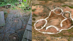 Dinosaur footprints