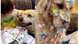 Netizens laugh over cute pet dogs let baby cover them in stickers