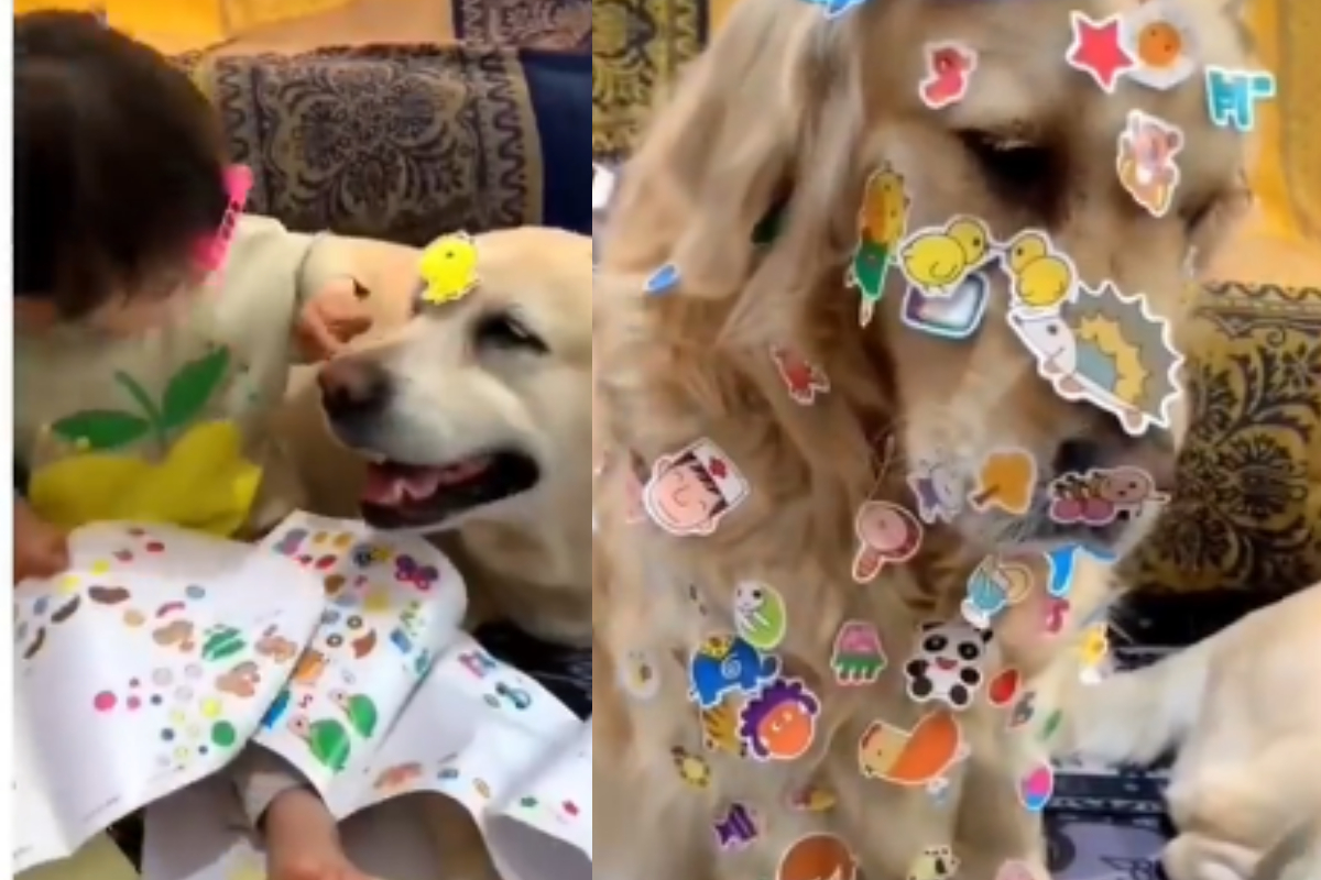 pet dogs