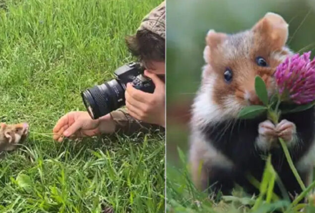 Adorable wild hamster posing with flower
