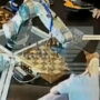 Viral Video: Moscow chess robot breaks boy’s finger