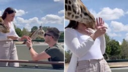 Viral: Giraffe attack ruins safari park proposal