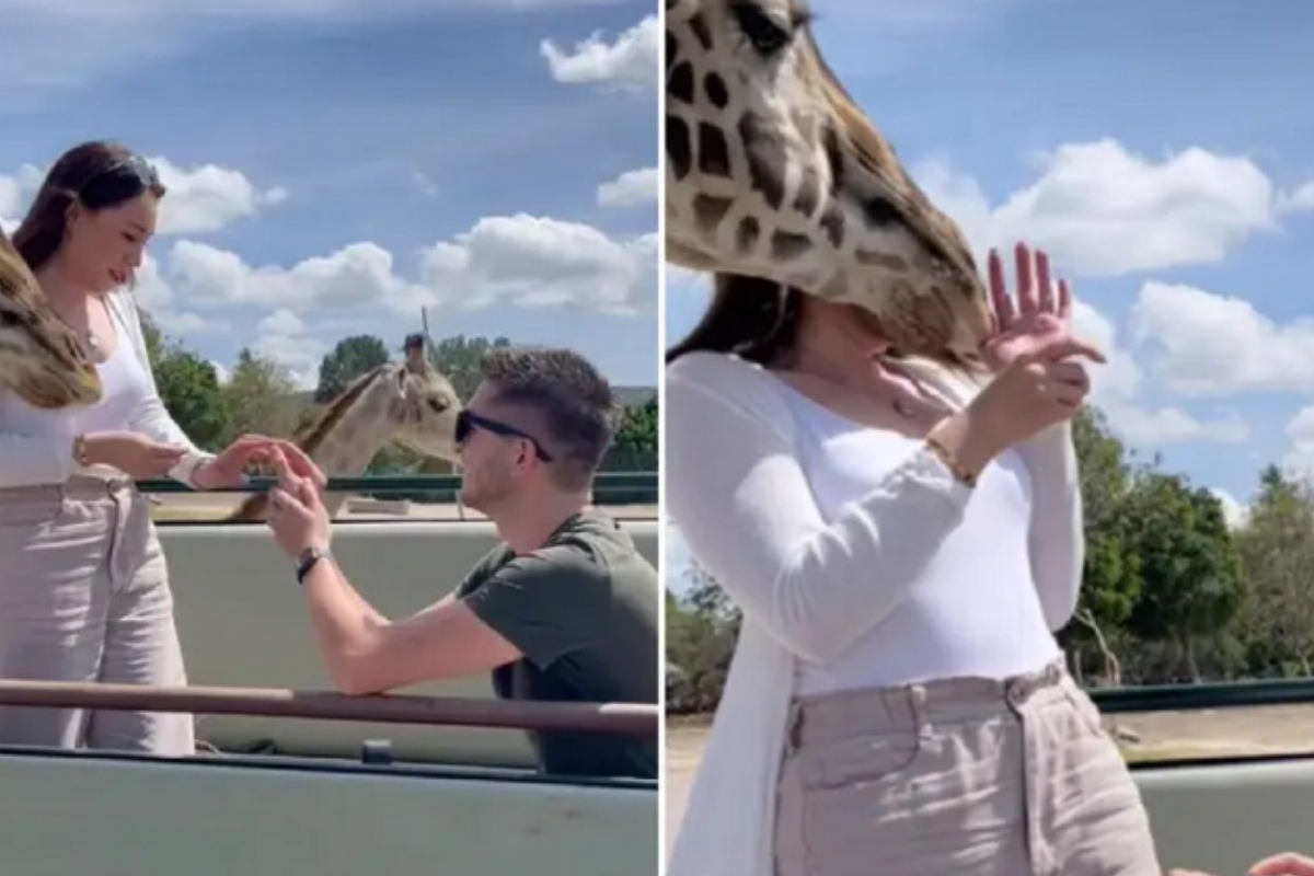 Giraffe