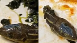 Watch: Flight attendant finds snake head in meal