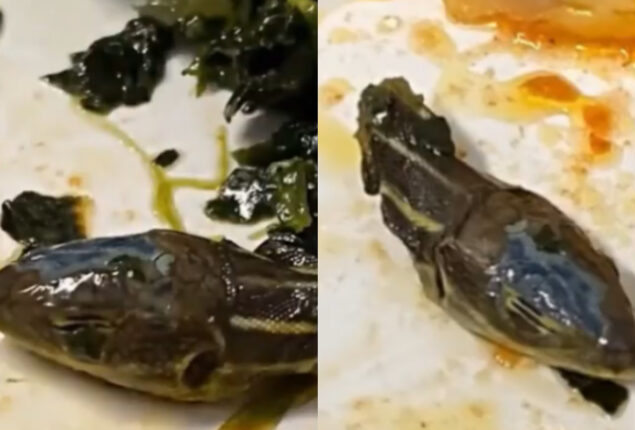 Watch: Flight attendant finds snake head in meal