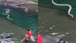 Massive snake enters the river while people swim in there
