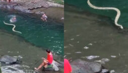 Massive snake enters the river while people swim in there