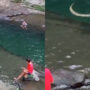 Massive snake enters the river while people swim in there