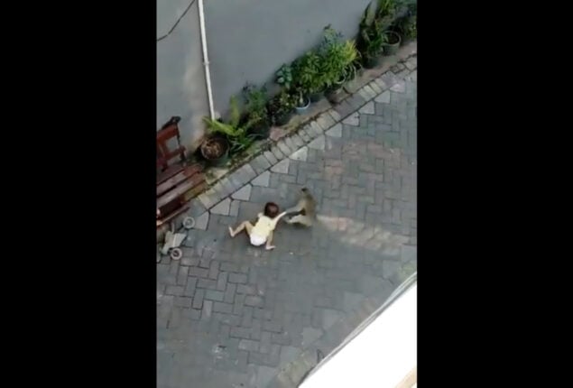Watch: Monkey wants to kidnap the toddler