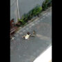 Watch: Monkey wants to kidnap the toddler