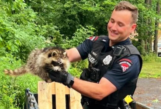 New York police officer rescues raccoon from trash