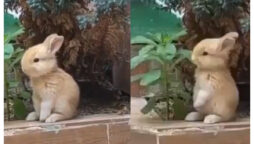 cute rabbit eating plant leaves
