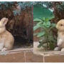 Netizens aww over a cute rabbit eating plant leaves