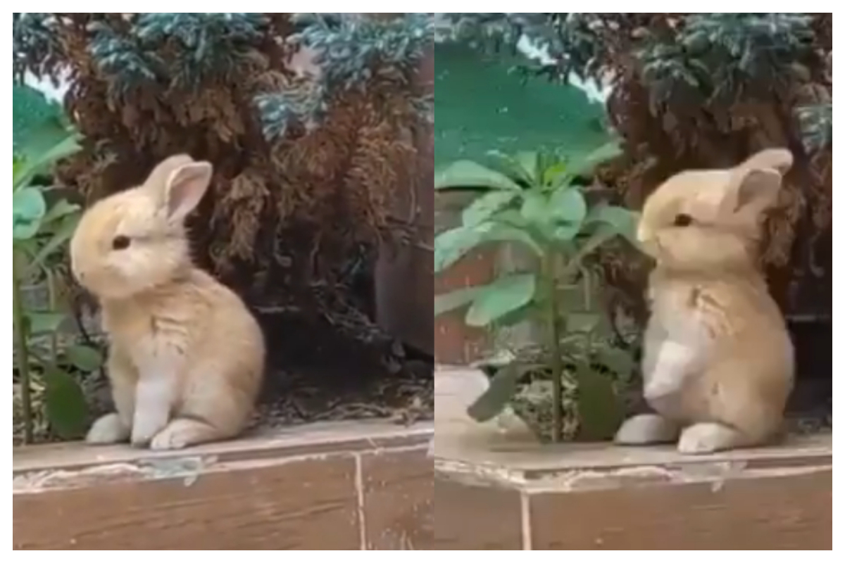 cute rabbit eating plant leaves