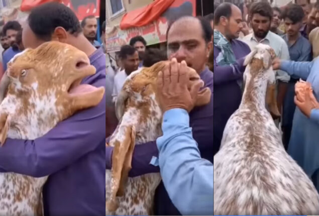 Goat crying