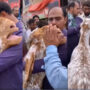 Emotional Video: Goat crying as owner sells it to for Bakra Eid
