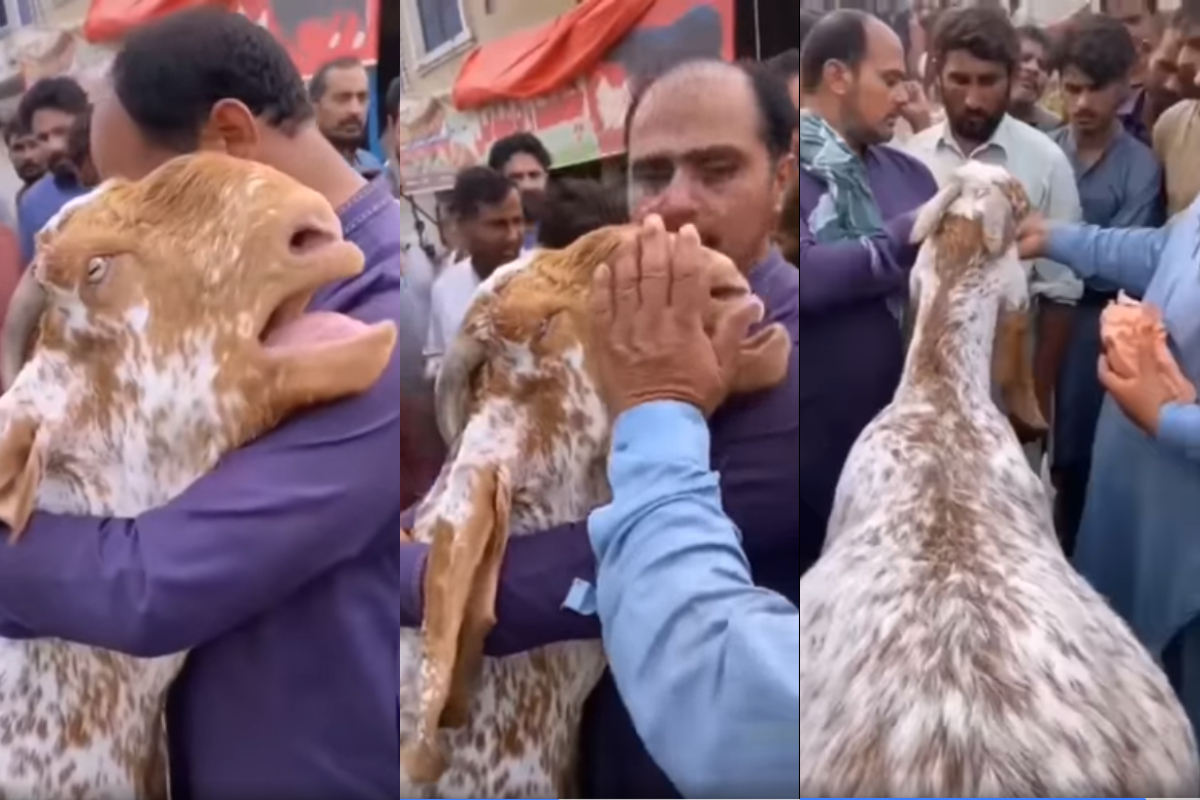 Goat crying