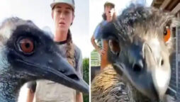 Emu becomes viral for interrupting his owner’s videos