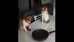 Cats playing with frying pan