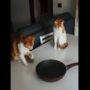 Viral Video: Cats are so fascinated to play with frying pan