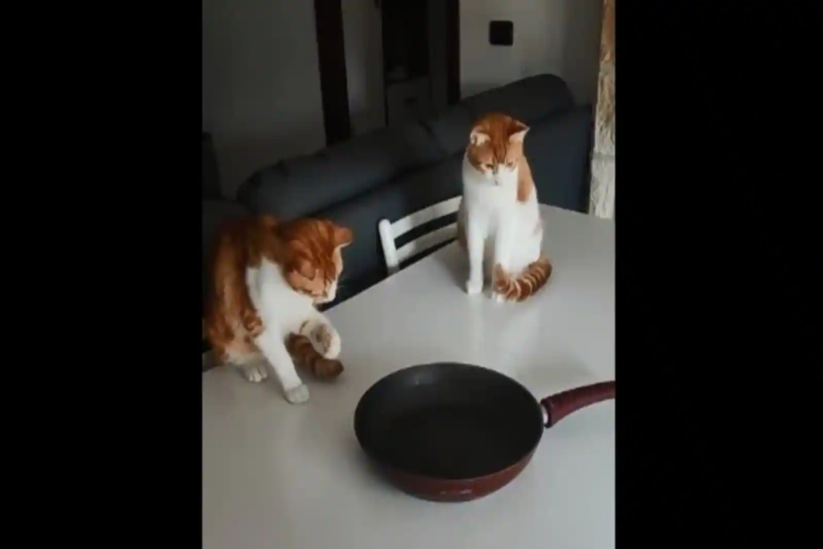 Cats playing with frying pan