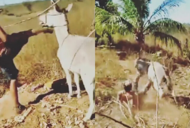 Man beats up a donkey and then karma turns the tables on him
