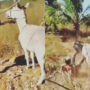 Man beats up a donkey and then karma turns the tables on him