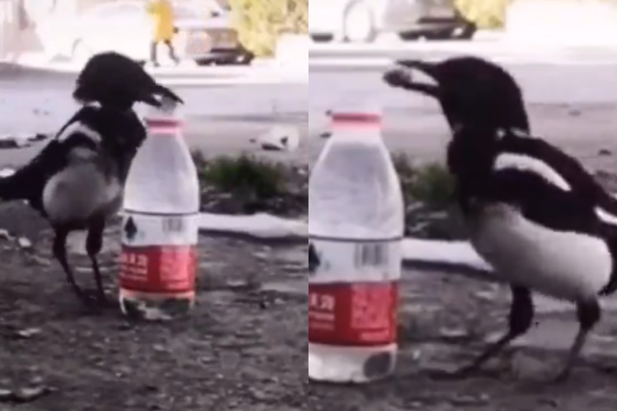 thirsty crow story