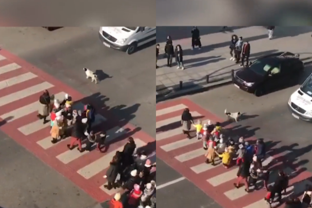 Stray dog