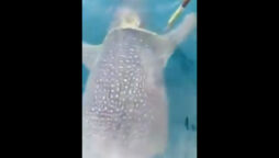 Fisherman helps to untangled whale from rope