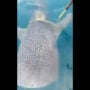 Fisherman helps to untangled whale from rope