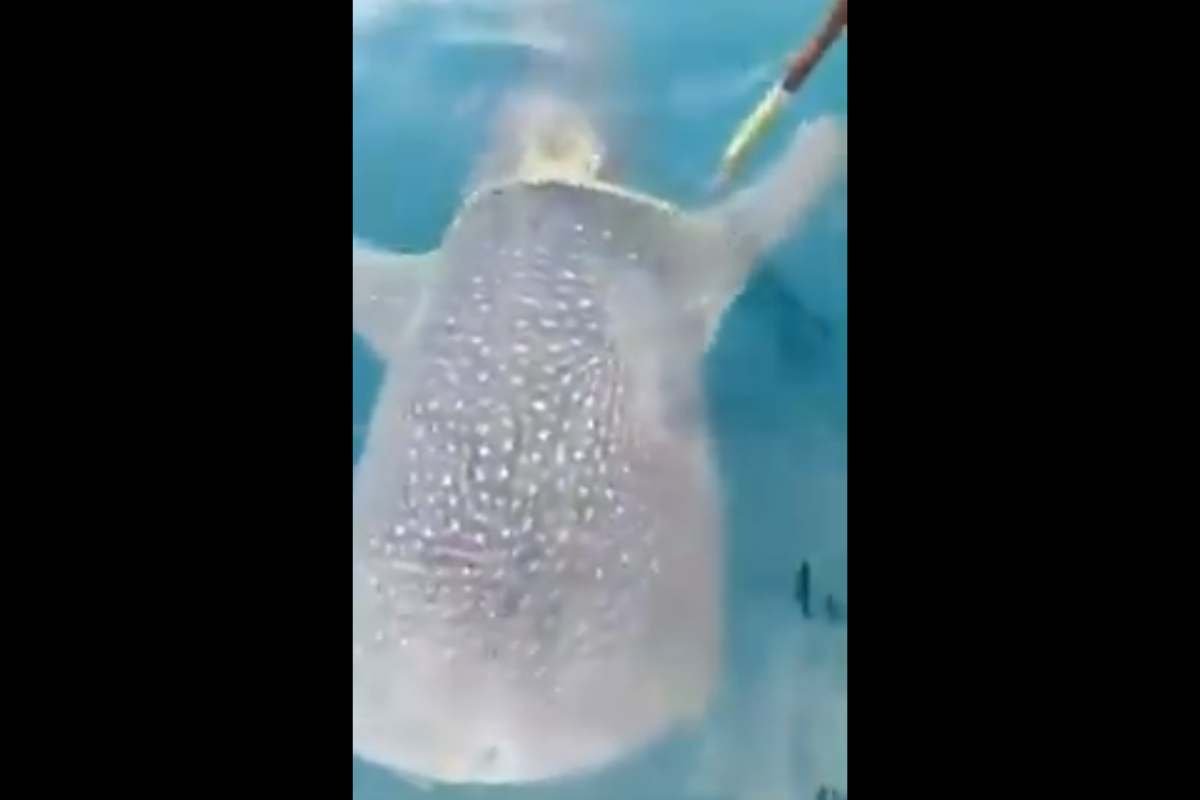 whale