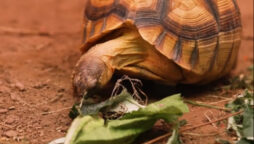 three-legged tortoise