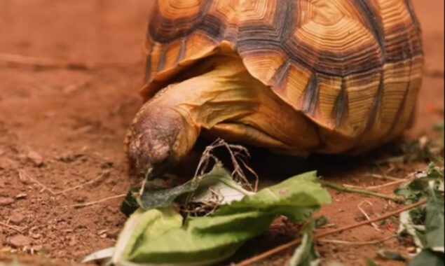 Zoo gives three-legged tortoise prosthetic stump