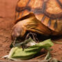 Zoo gives three-legged tortoise prosthetic stump